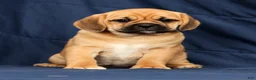 Puggle dogs for sale: Kimberly - Ad 7