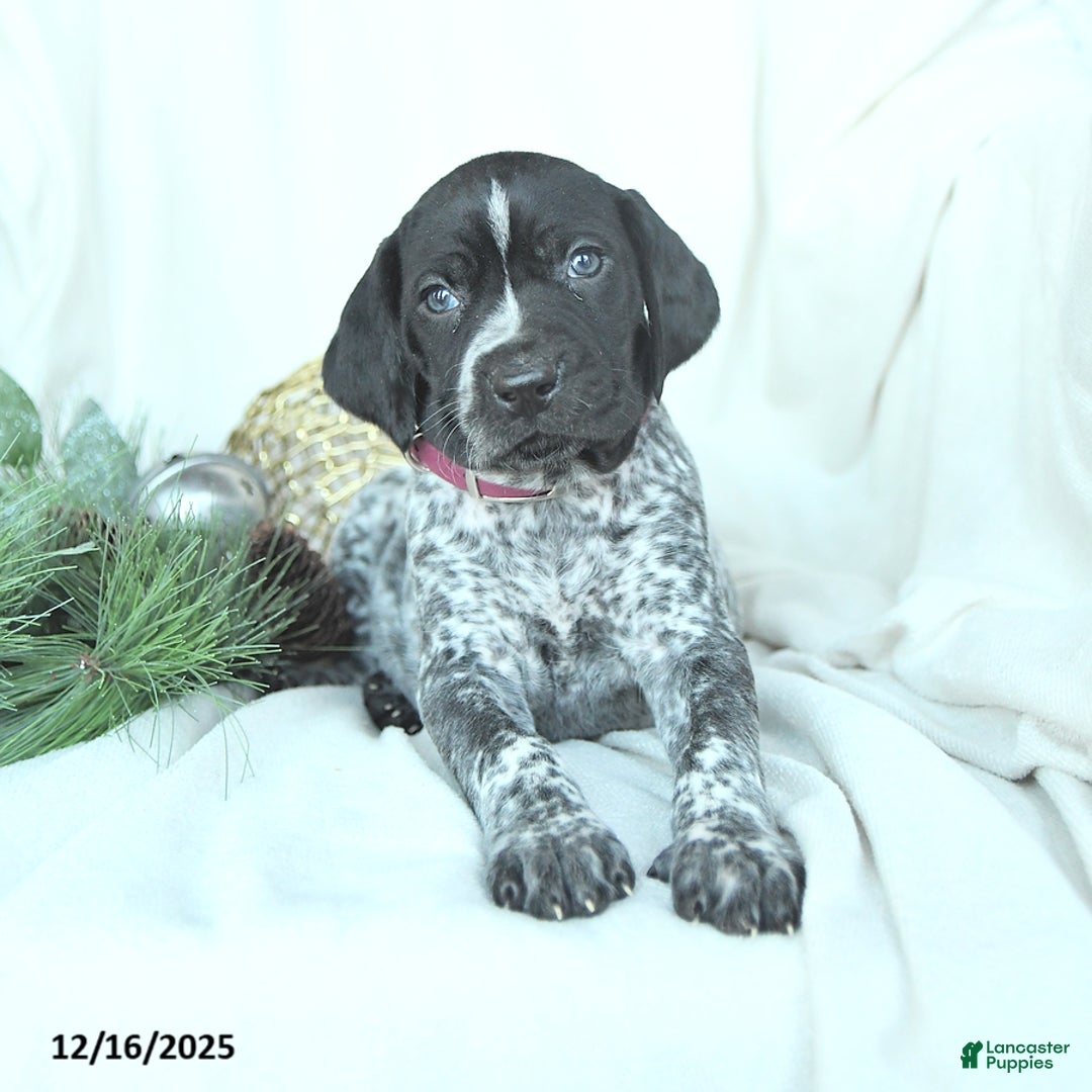 German Shorthaired Pointer dogs for sale: Daisy - Ad 4