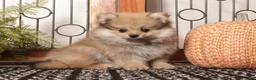 Pomeranian dogs for sale: Sage Sable Female Pomeranian  - Ad 3