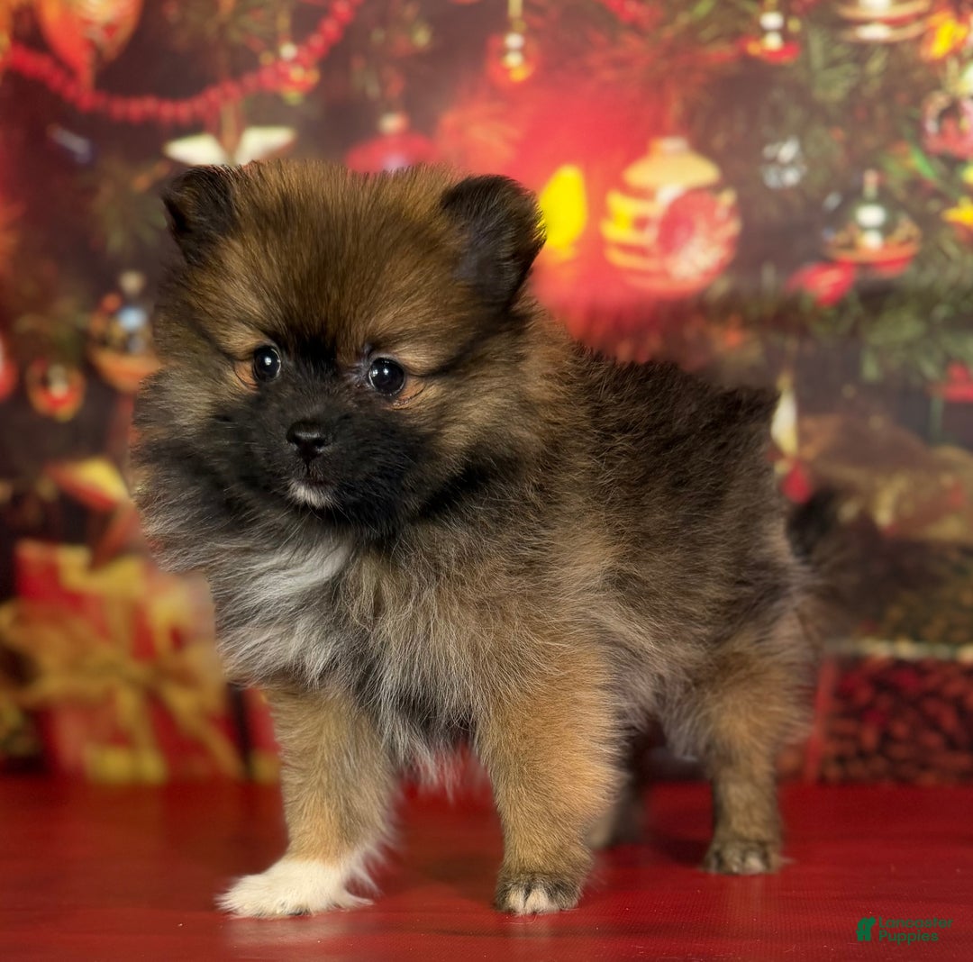 Pomeranian dogs for sale: Natasha  - Ad 6