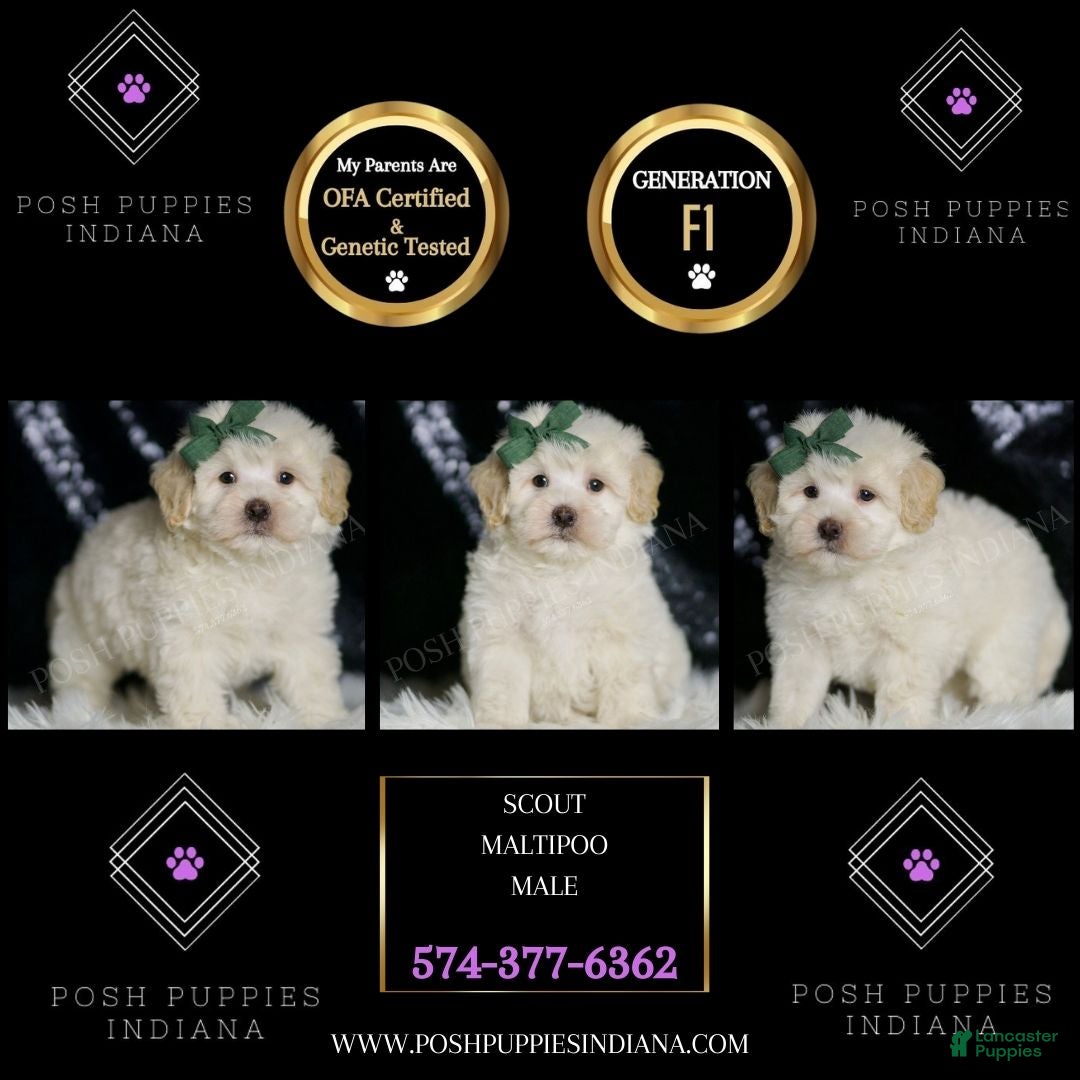Maltipoo dogs Scout - Ad 2