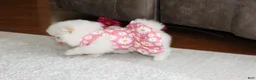Pomeranian dogs for sale: Lanae - Ad 9