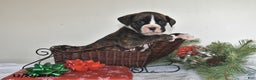 Boxer dogs for sale: Bouncer - Ad 1
