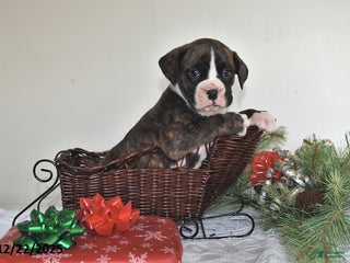 Boxer dogs Bouncer - Ad 10