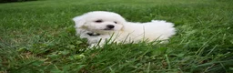Bichon Frise dogs for sale: Tyler 🐶 - Ad 4