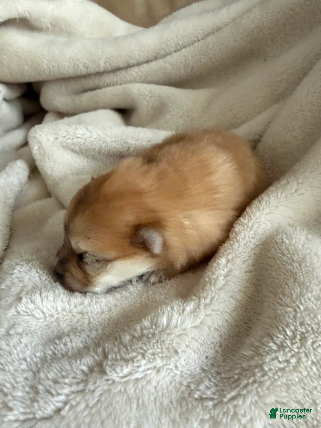 Pomeranian dogs for sale: Pomeranian 3 - Ad 1