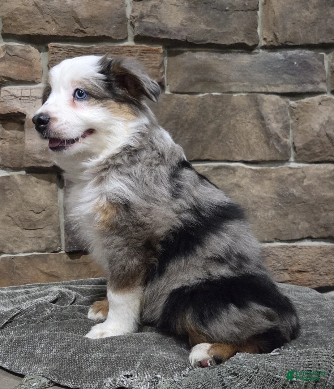 Miniature Australian Shepherd dogs for sale: Lola - Ad 6