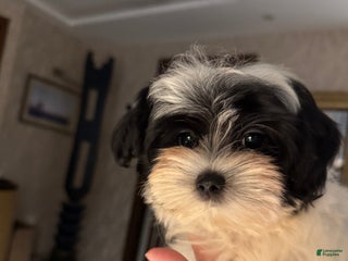Morkie dogs Arlo - Ad 36