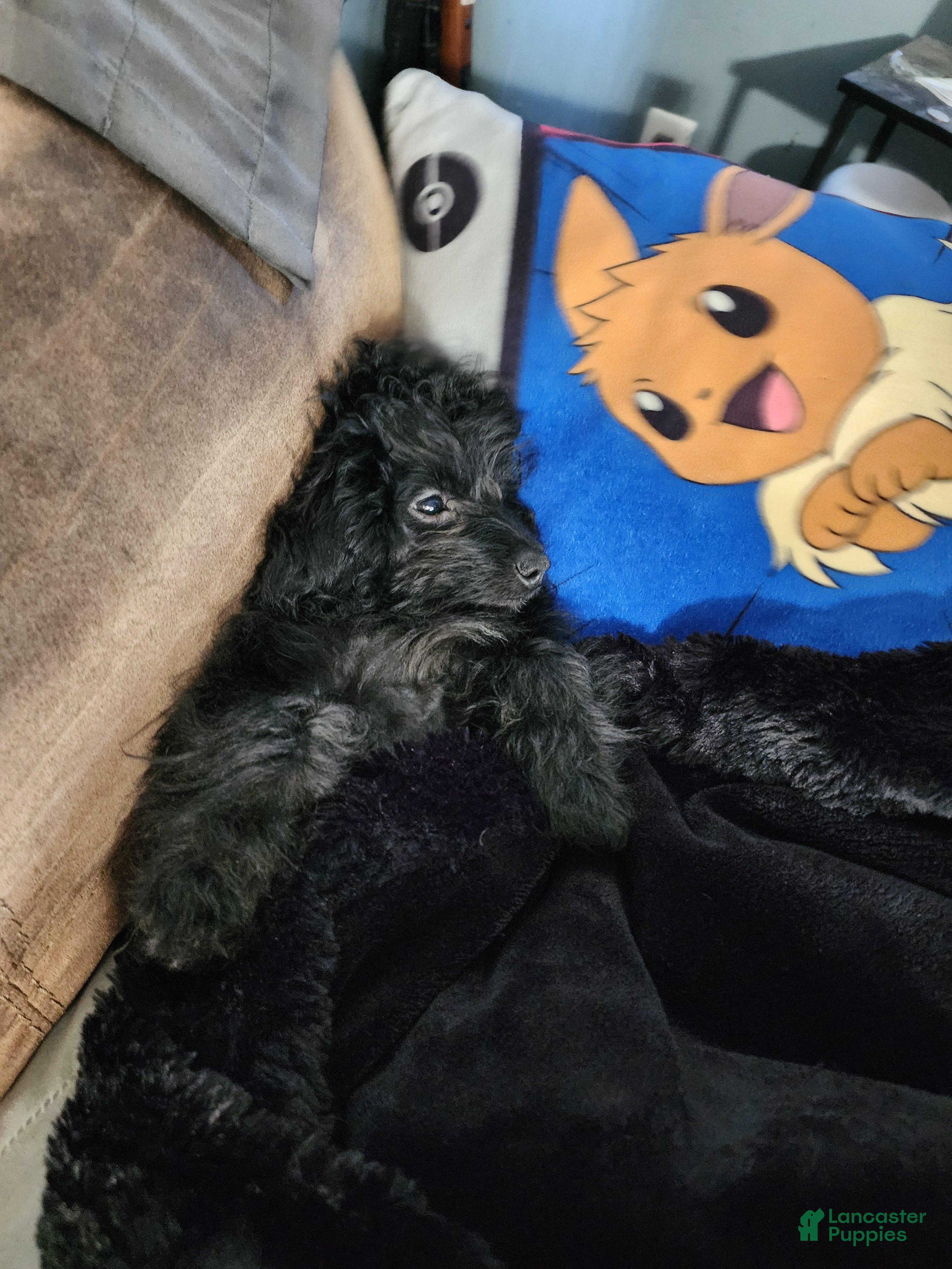 Pomapoo dogs Onyx  - Ad 2