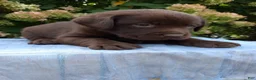 Labrador Retriever dogs for sale: Nash - Ad 5