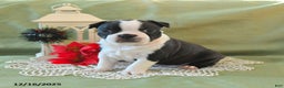 Boston Terrier dogs for sale: Prancer - Ad 12
