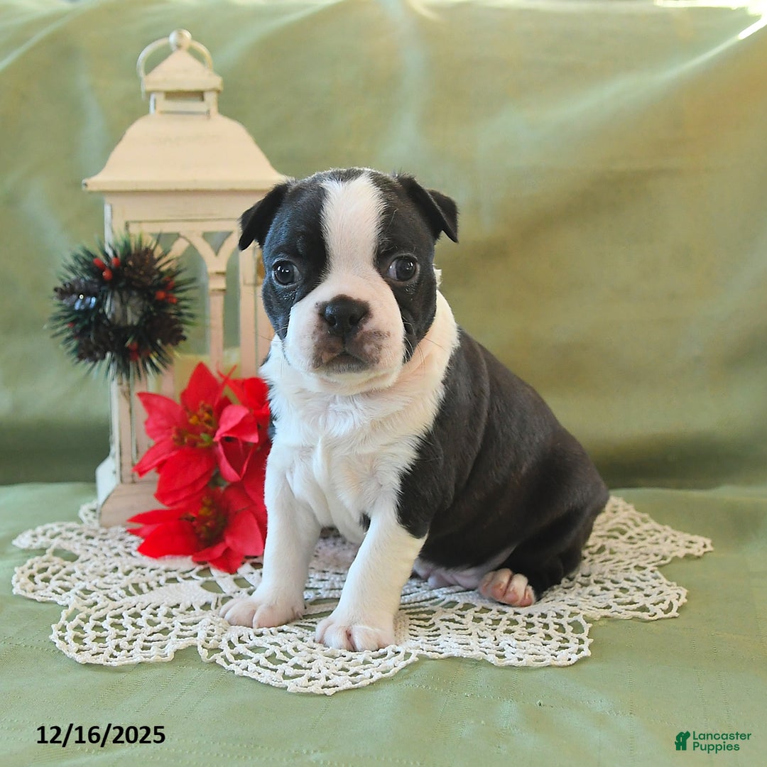 Boston Terrier dogs for sale: Prancer - Ad 12