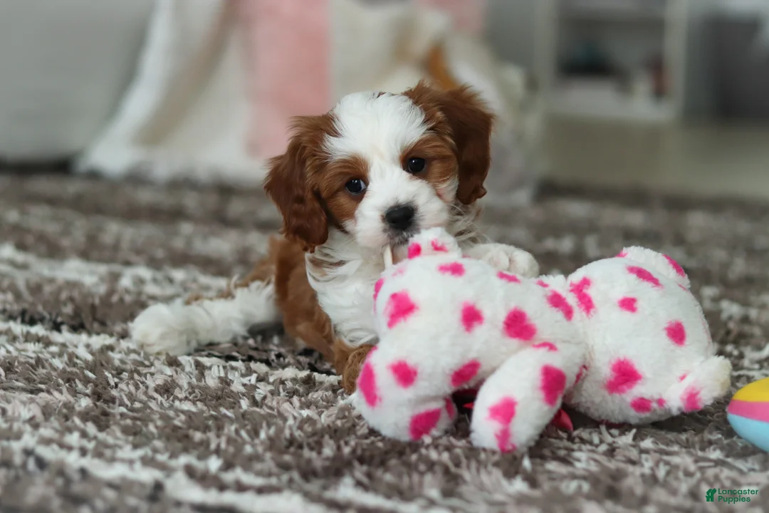Cavapoo dogs for sale: Princess - Ad 9