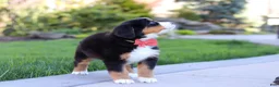 Bernese Mountain Dog dogs for sale: Nala - Ad 6