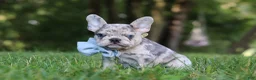 French Bulldog dogs for sale: Brodie - Ad 5