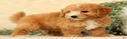 Bichpoo dogs for sale: Yonder - Ad 8