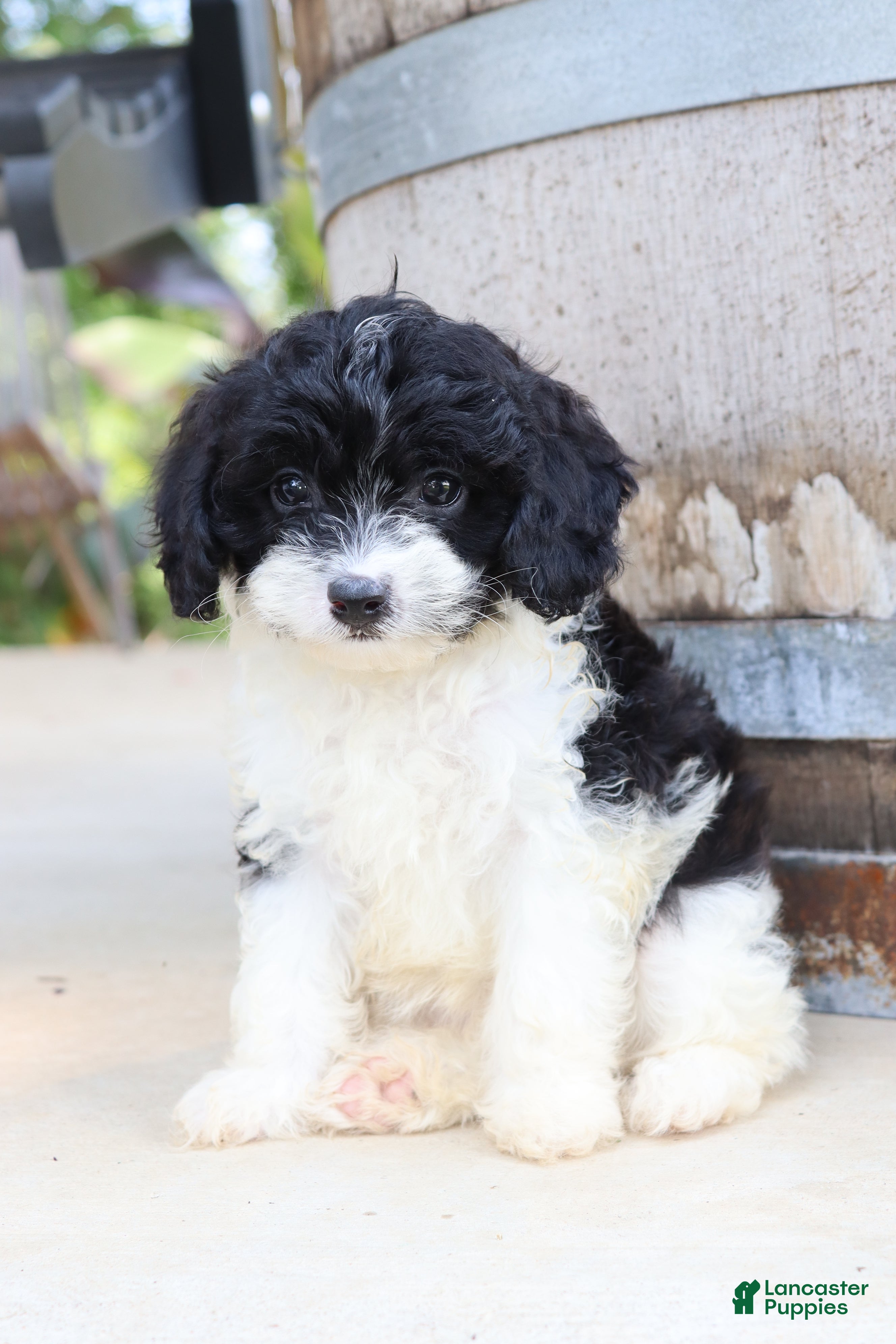 Cavapoo dogs Po'Boy - Ad 1