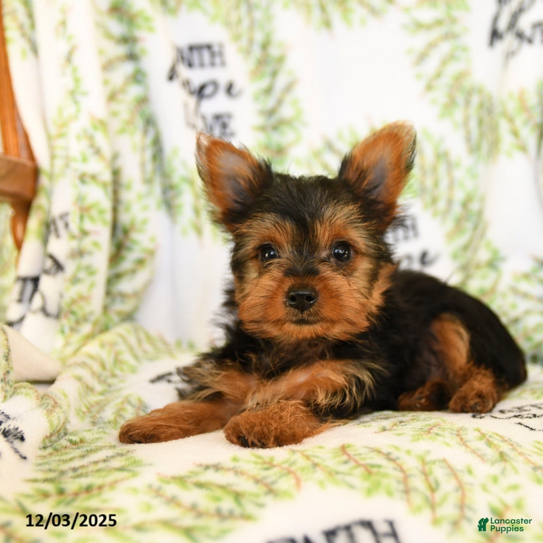Yorkshire Terrier dogs for sale: Rusty - Ad 4