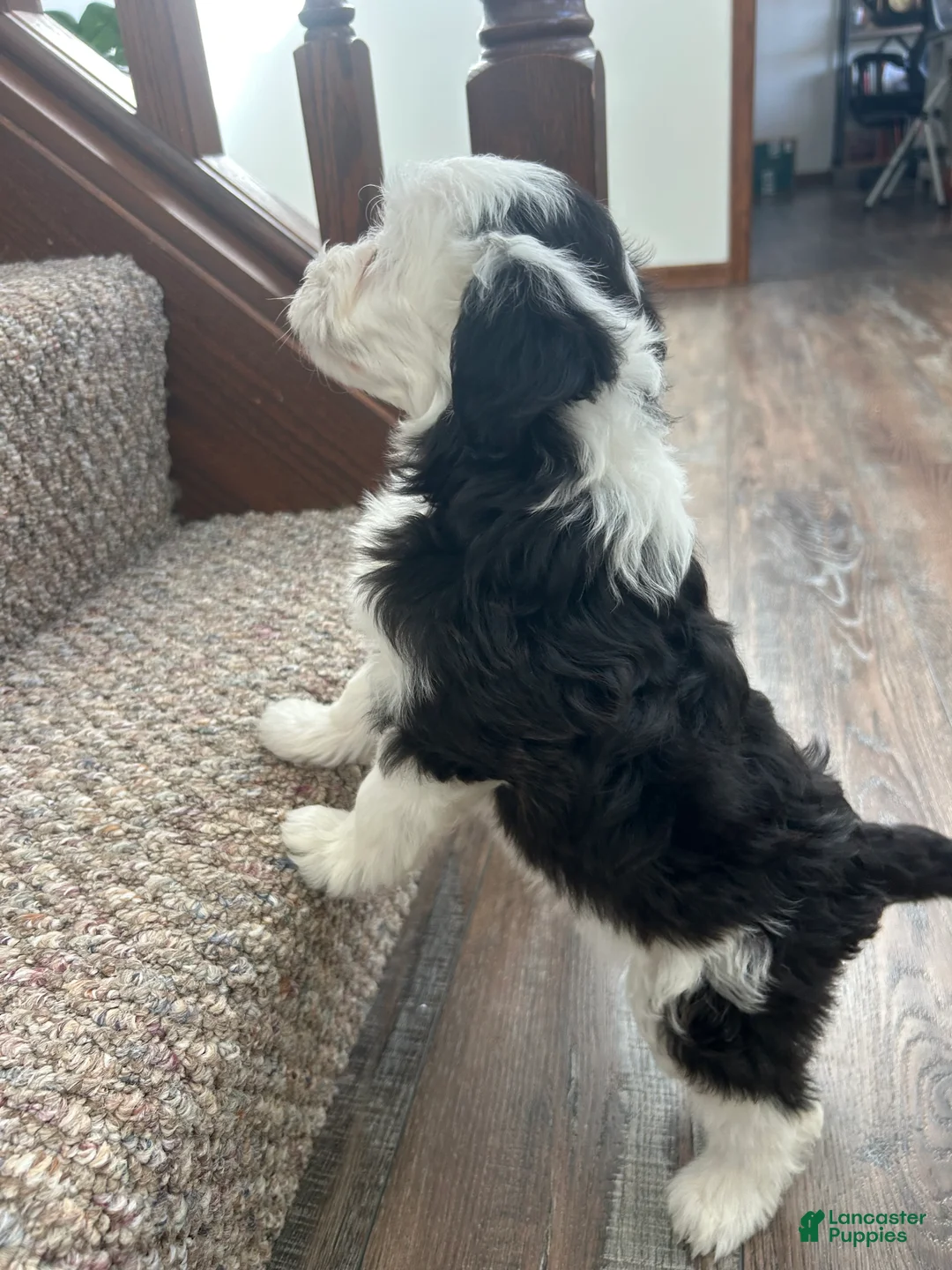 Mixed Breed dogs for sale: Bella - Ad 4