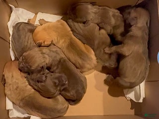 American Pit Bull Terrier dogs American Pit Bull Terrier Puppy 2 - Ad 7