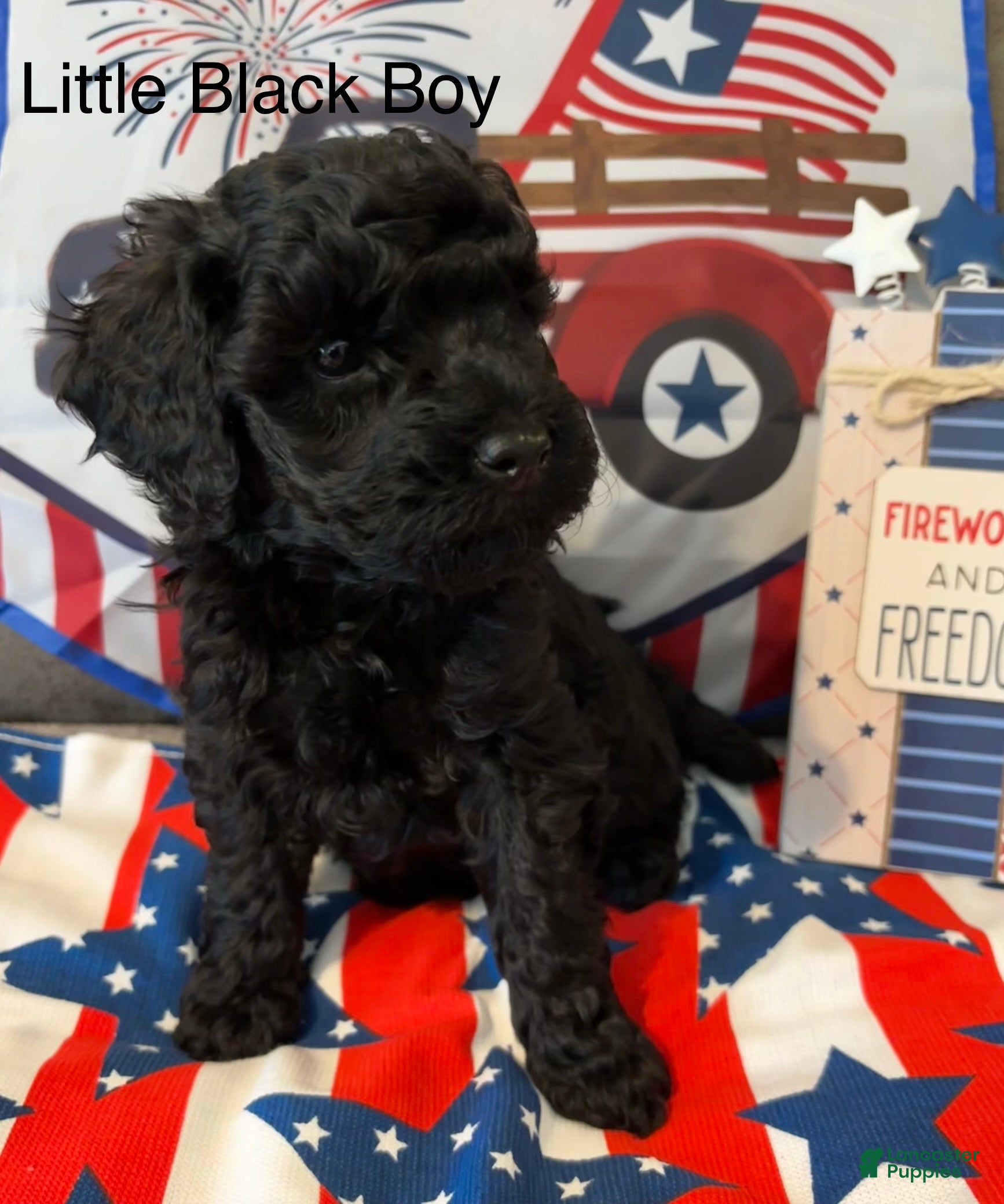 Miniature Poodle dogs Rex  - Ad 2