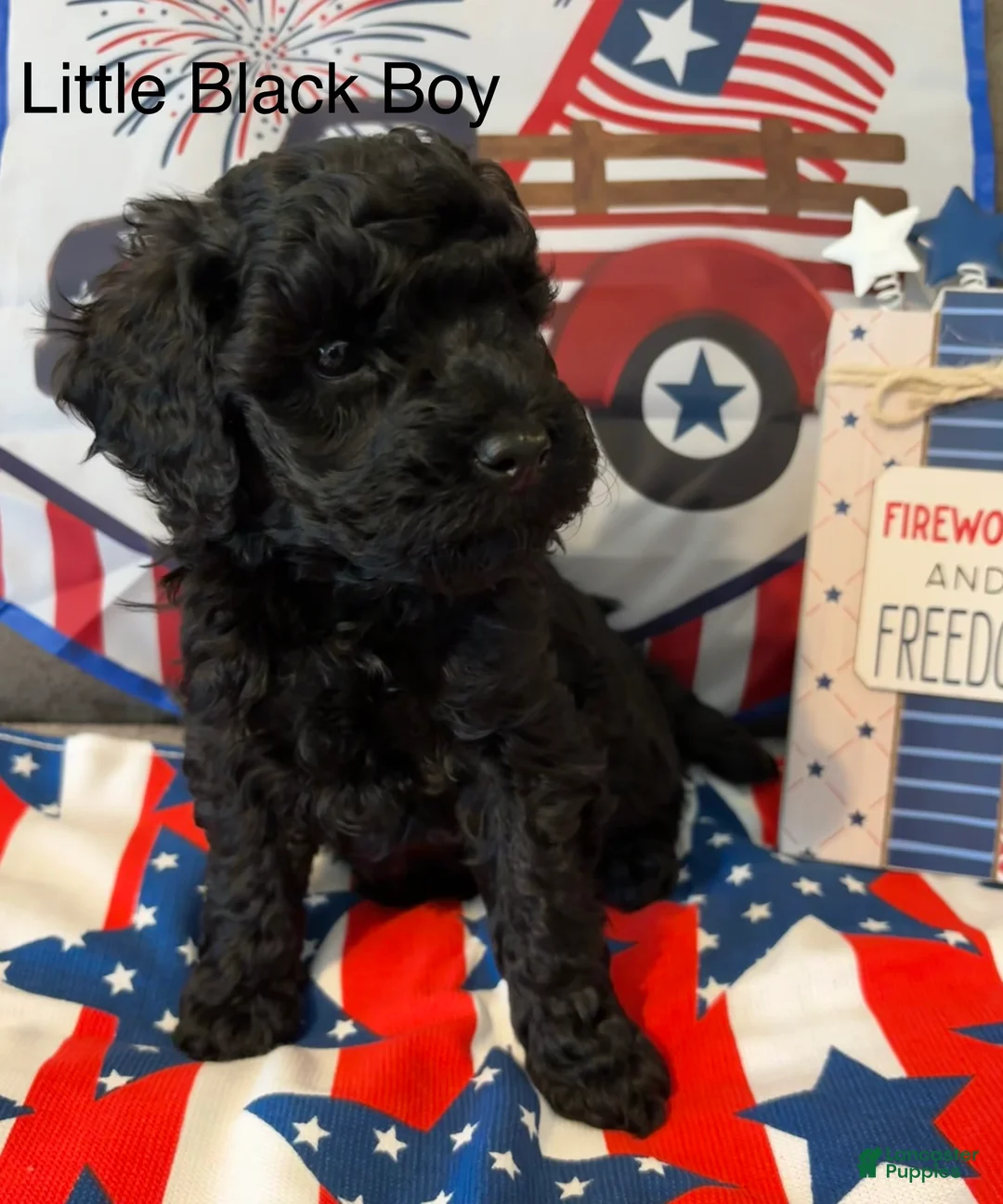 Miniature Poodle dogs for sale: Rex  - Ad 2