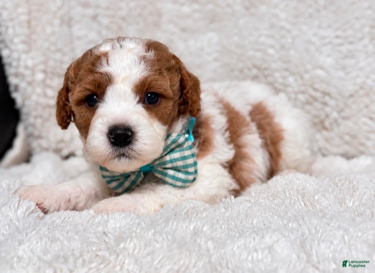 Cavapoo dogs for sale: Cuddles - Ad 39
