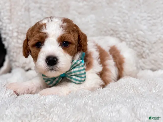 Cavapoo dogs for sale: Cuddles - Ad 6