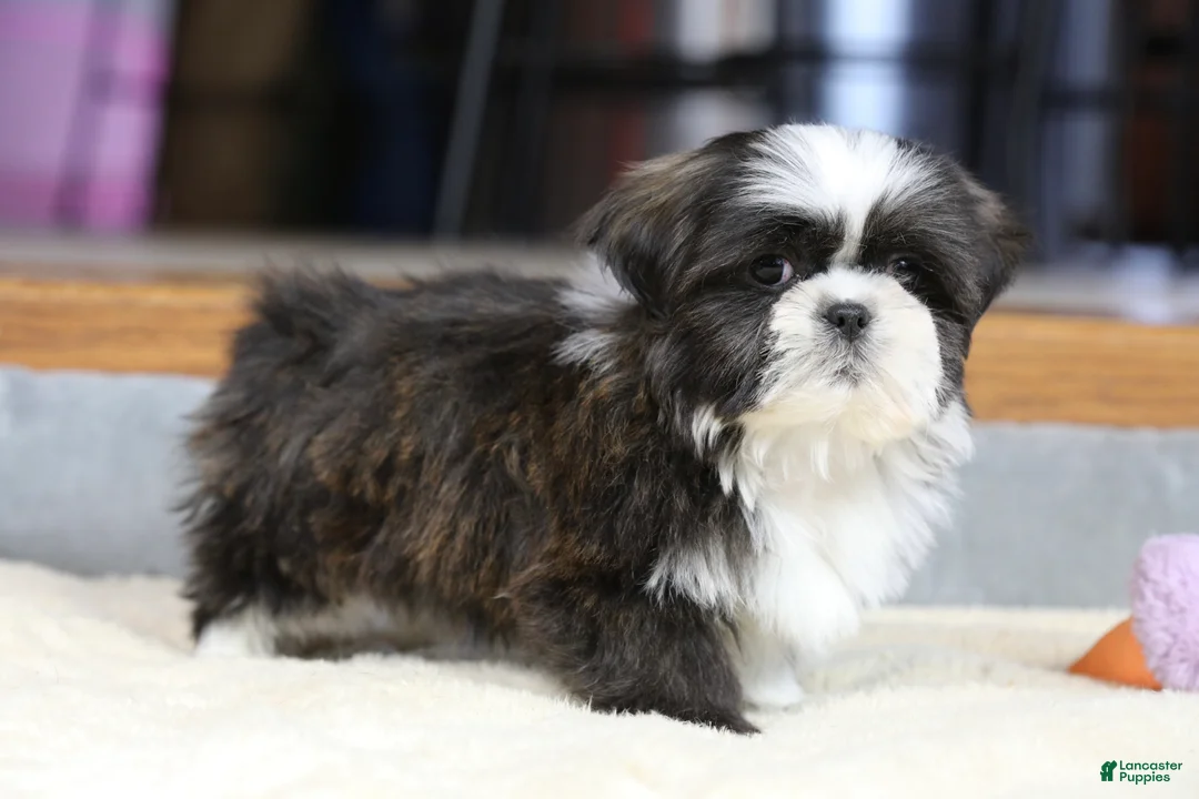 Shih Tzu dogs for sale: Stanlee - Ad 15