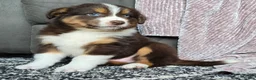 Australian Shepherd dogs for sale: Bobby - Ad 13