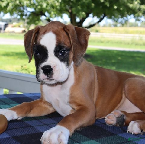 Boxer dogs Allison - Champ lines - Ad 1