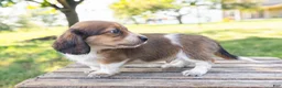 Miniature Dachshund dogs for sale: Huxley - Ad 12
