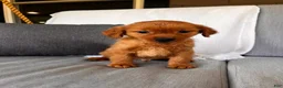 Golden Retriever dogs for sale: Golden Retriever 1 - Ad 4