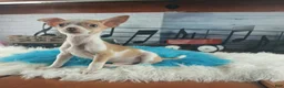 Chihuahua dogs for sale: Male teacup chihuahua.  Hand Delivery  - Ad 9