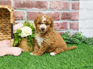 Mini Goldendoodle dogs Spaghetti - Ad 3