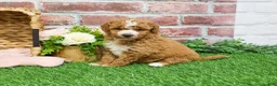 Mini Goldendoodle dogs for sale: Spaghetti - Ad 15