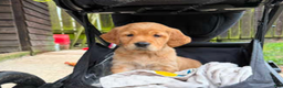 Golden Retriever dogs for sale: Golden Retriever Puppy 3 - Ad 1