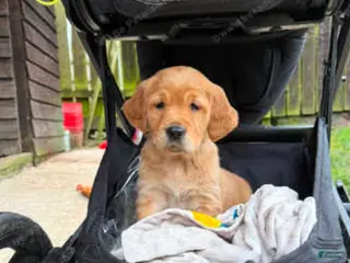 Golden Retriever dogs Golden Retriever Puppy 3 - Ad 8