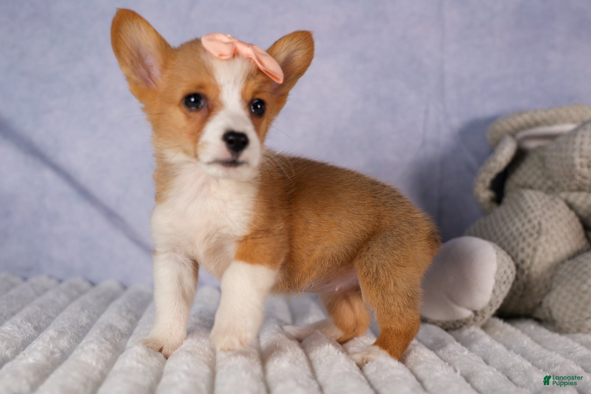Welsh Corgi Pembroke dogs Carrie  - Ad 1