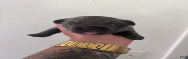 Puppy 4