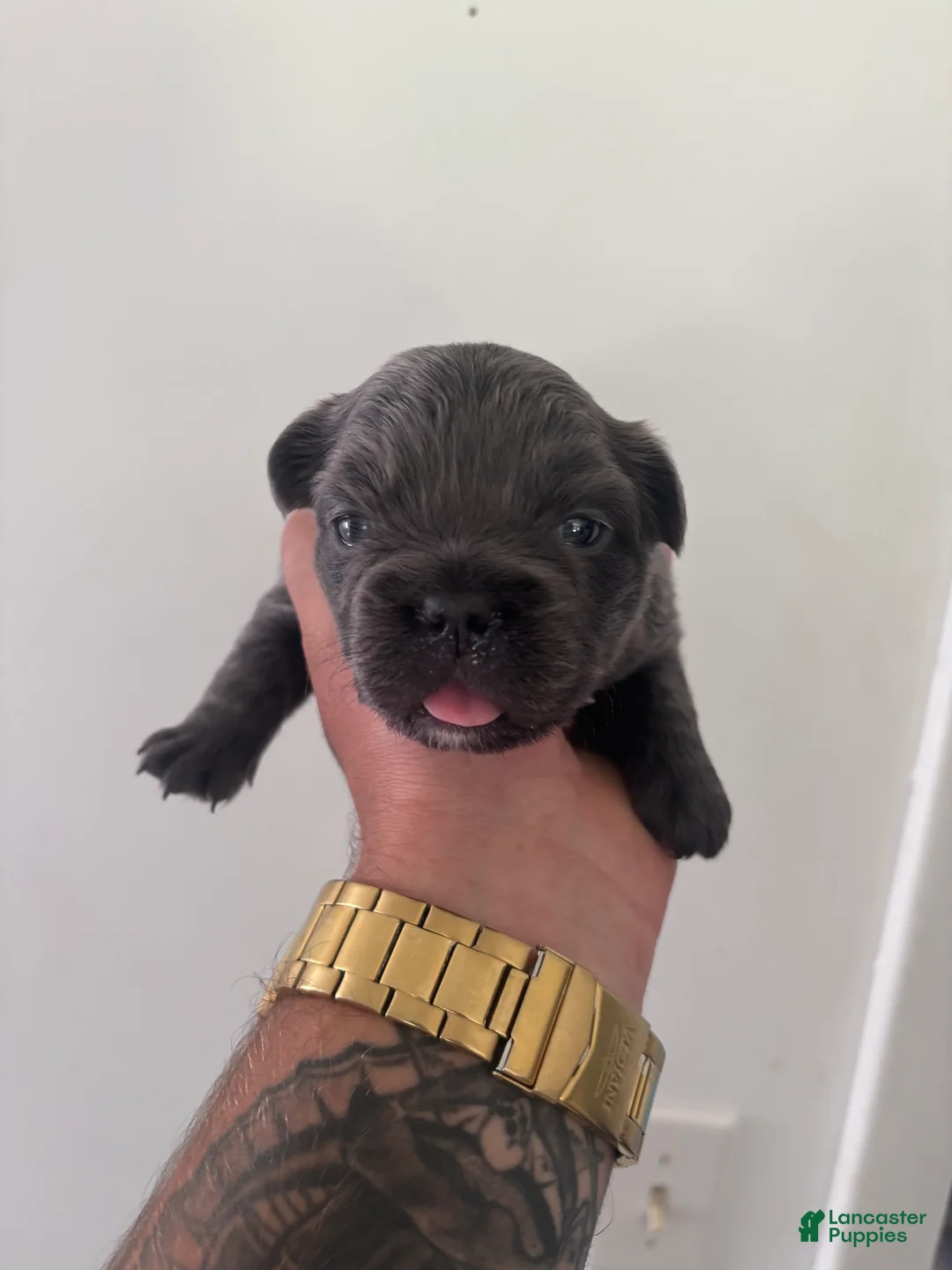 French Bulldog dogs for sale: Puppy 4 - Ad 1