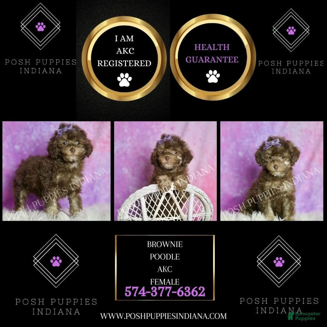 Standard Poodle dogs for sale: Brownie - Ad 7