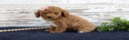 Mixed Breed dogs for sale: Bonnie - Ad 6