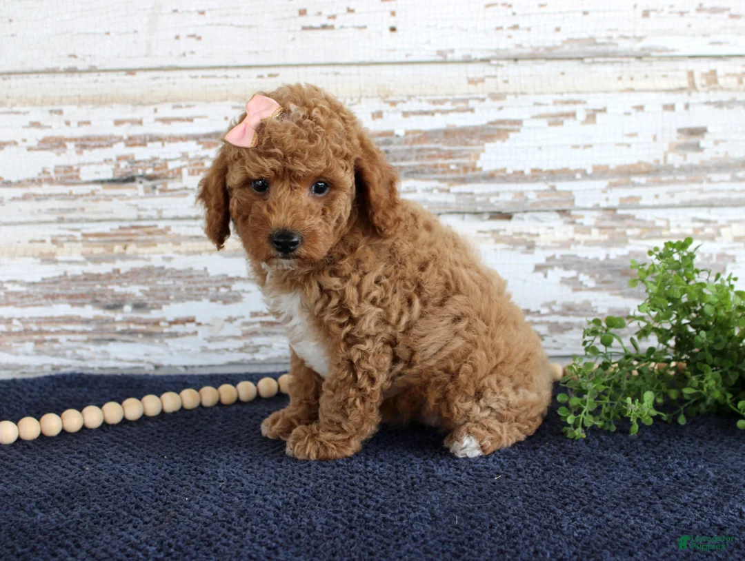 Mixed Breed dogs for sale: Bonnie - Ad 6