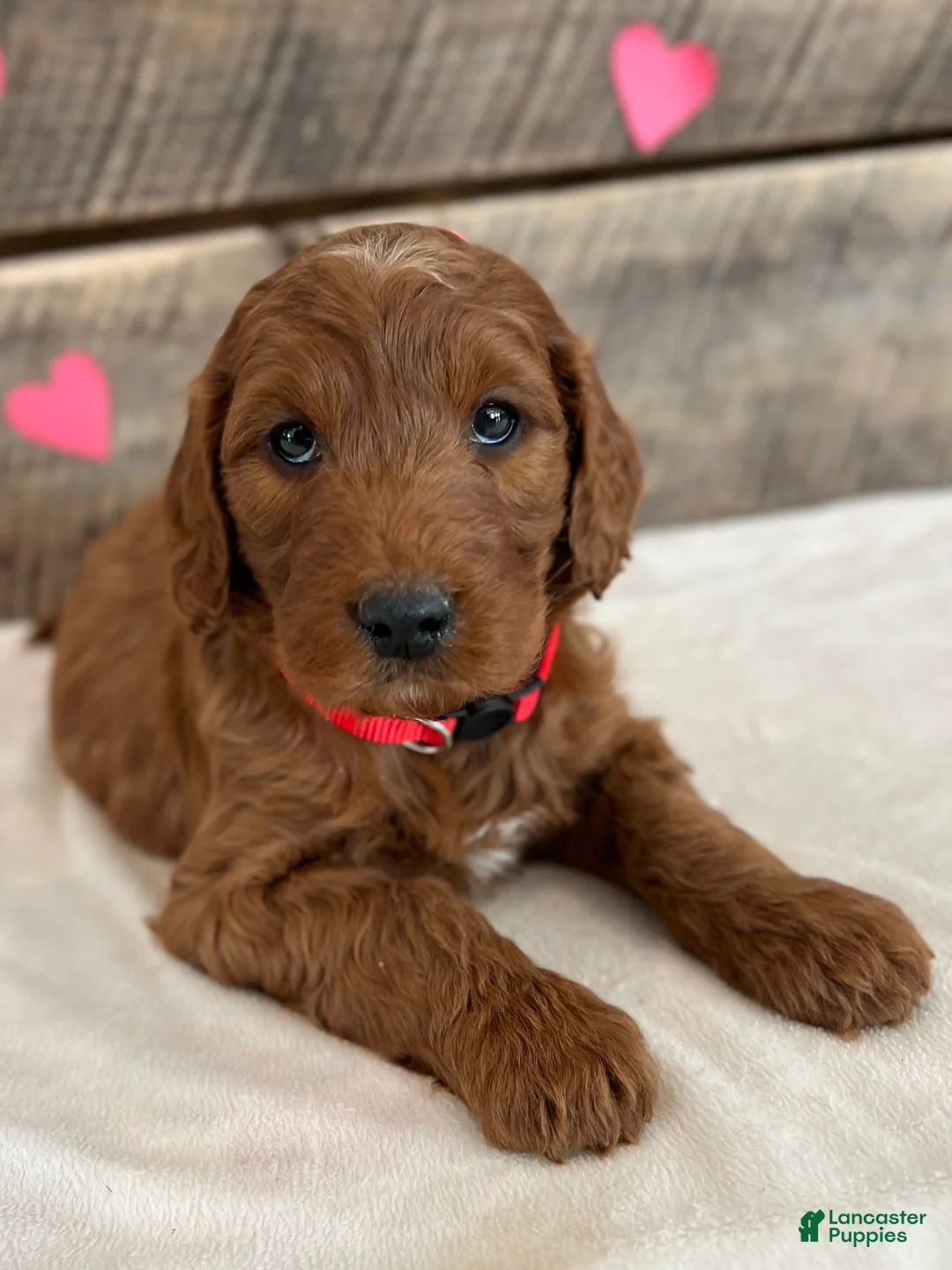 Irish Doodle dogs for sale: Scarlett - Ad 11