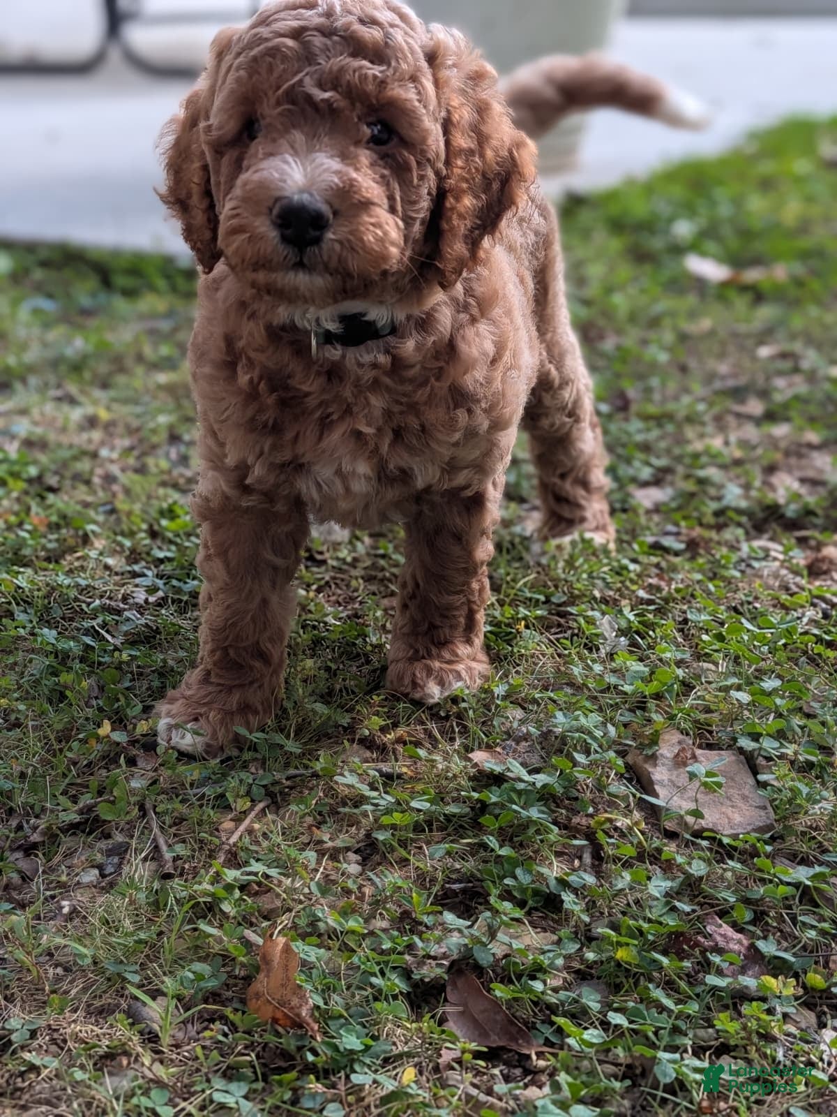 Miniature Labradoodle dogs Rhett - Ad 2