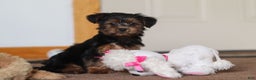 Yorkiepoo dogs for sale: Jullie - Ad 5