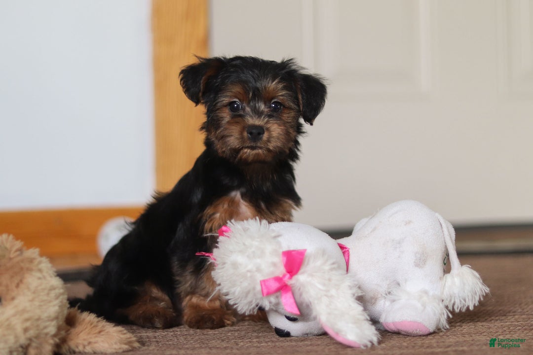Yorkiepoo dogs for sale: Jullie - Ad 5