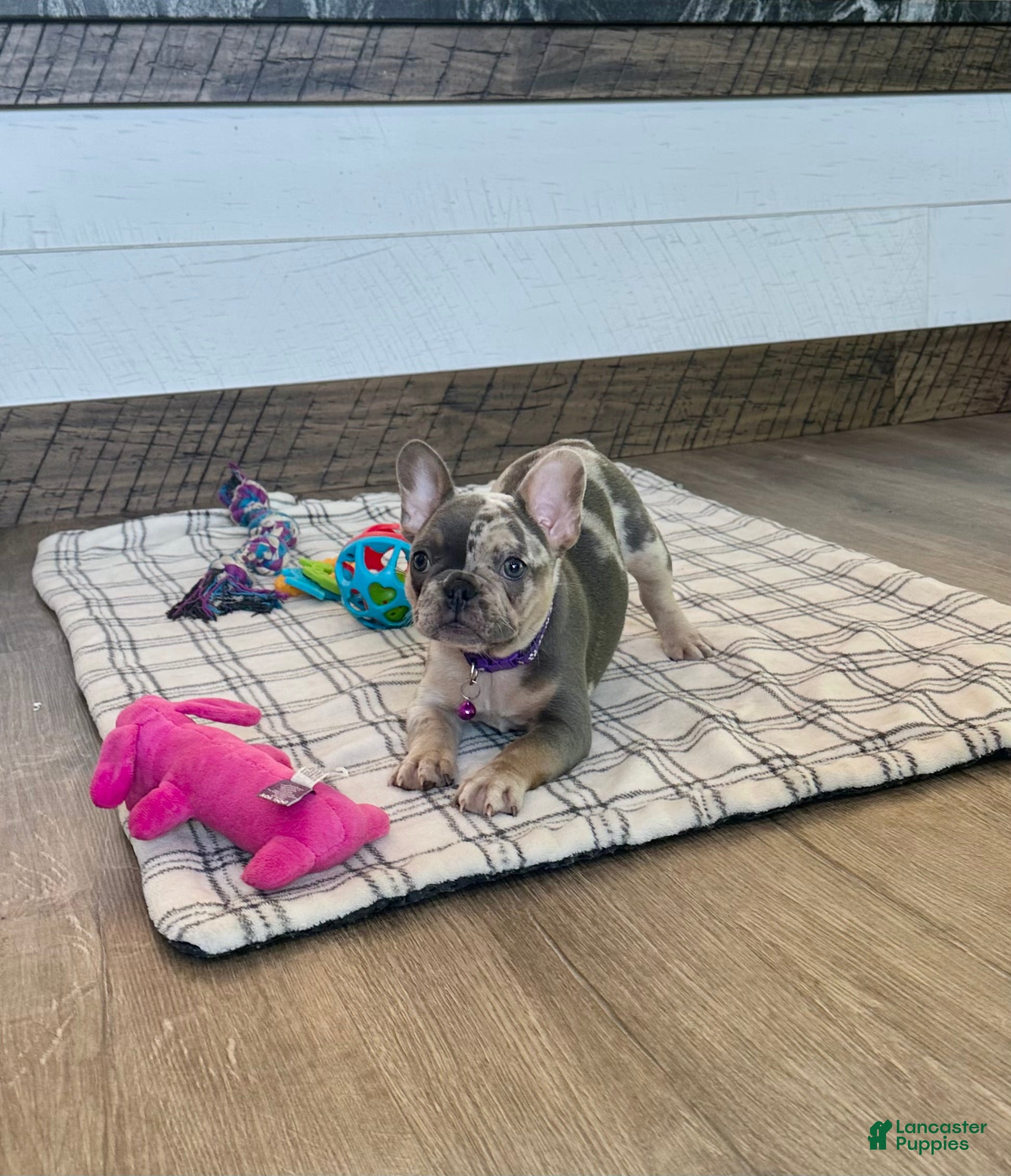 French Bulldog dogs Janie - Ad 2