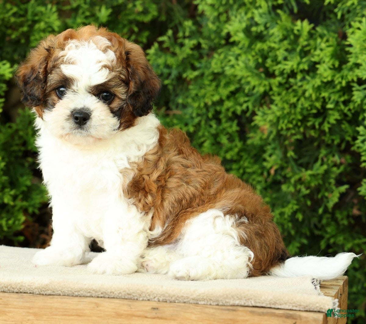 Mixed Breed dogs for sale: Honey - Ad 5